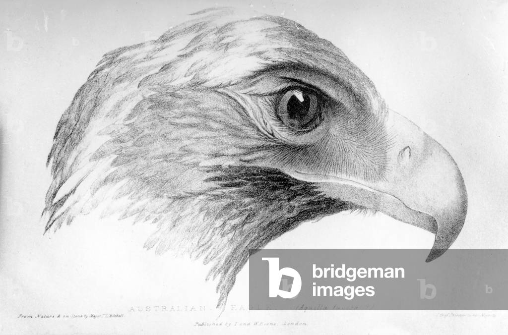 Australian Eagle, illustration from 'Three Expeditions in the Interior of Eastern Australia' by Major T. L. Mitchell, published c.1828 (litho)
