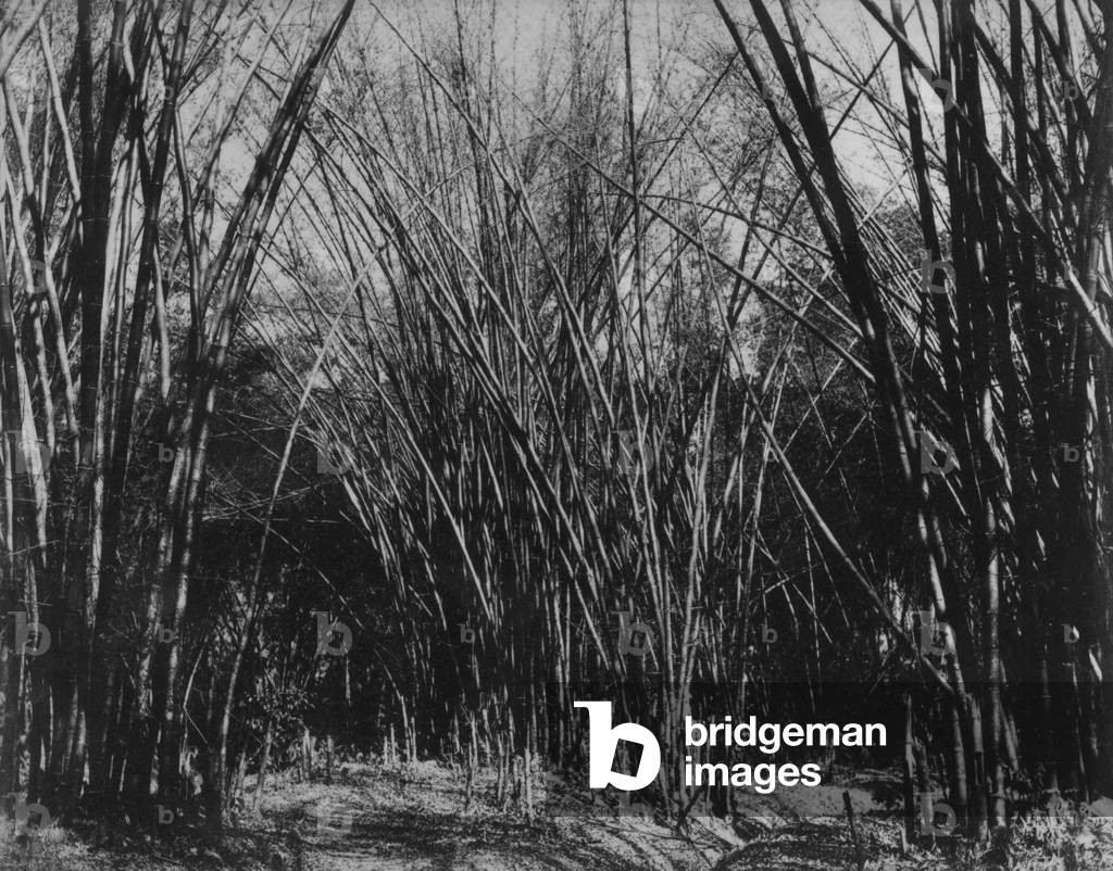 Bamboo Clump, Trinidad, c.1891 (b/w photo)