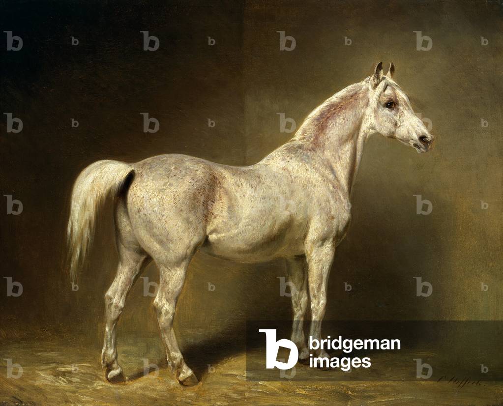 'Beatrice', the white arab saddlehorse of Helmuth Graf von Moltke, 1855 (oil on canvas)