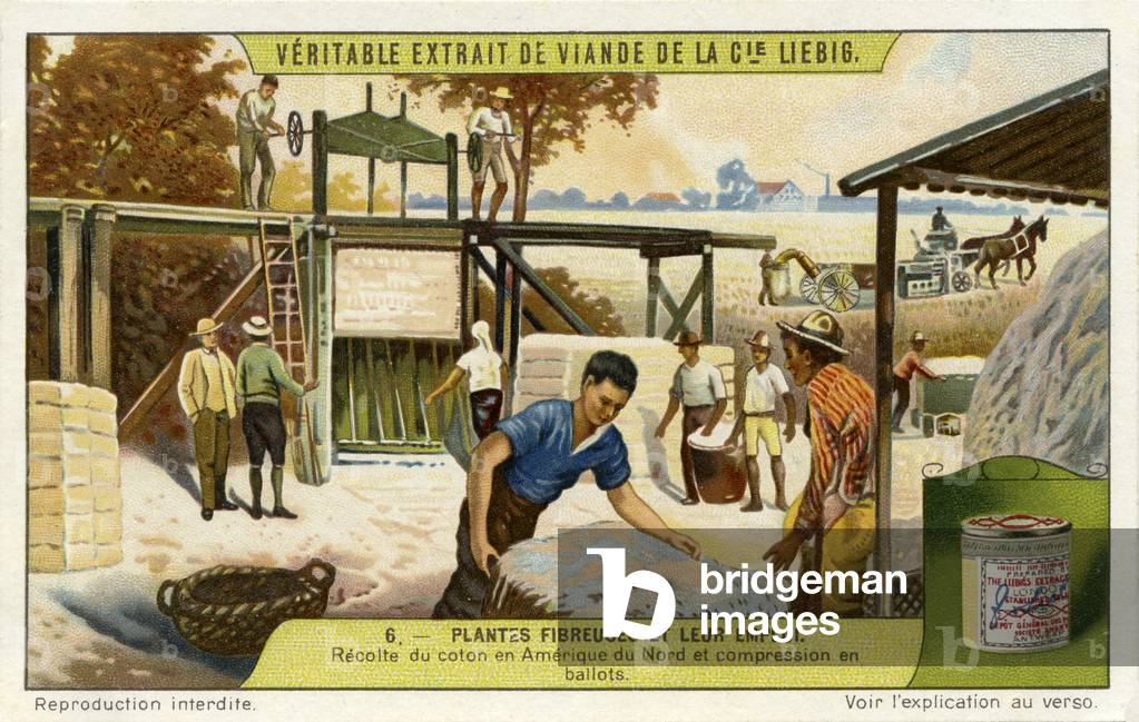 Cotton being harvested