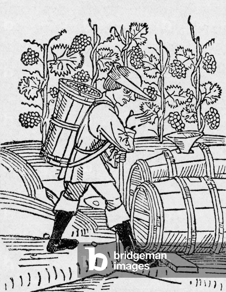 Arnoldus de Villanova: Picking grapes for wine