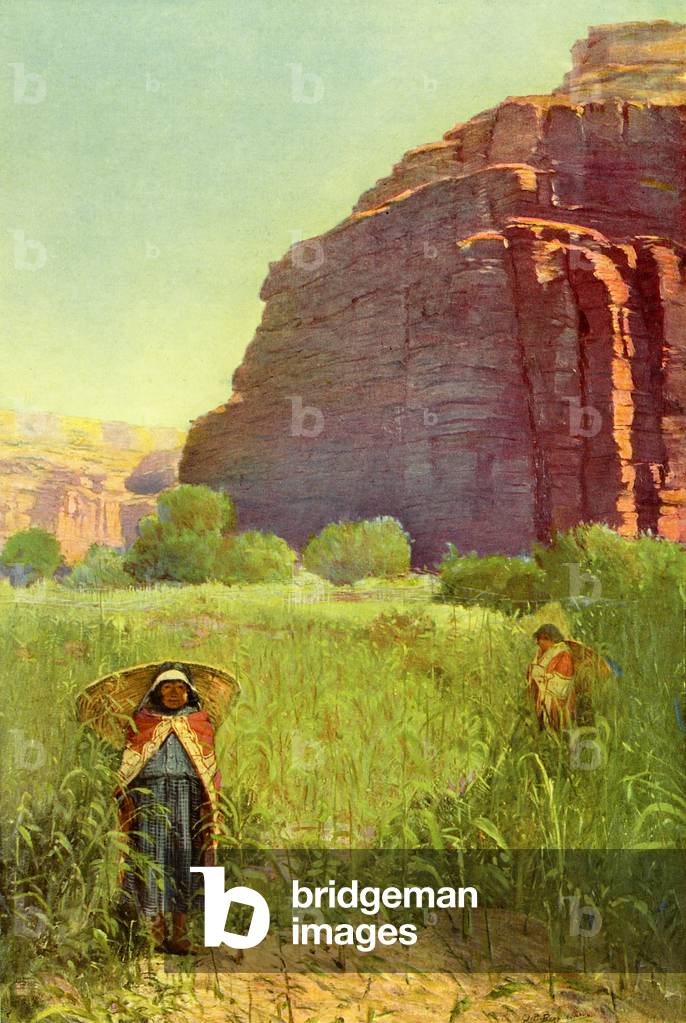 A Supai Cornfield - Cataract Canyon