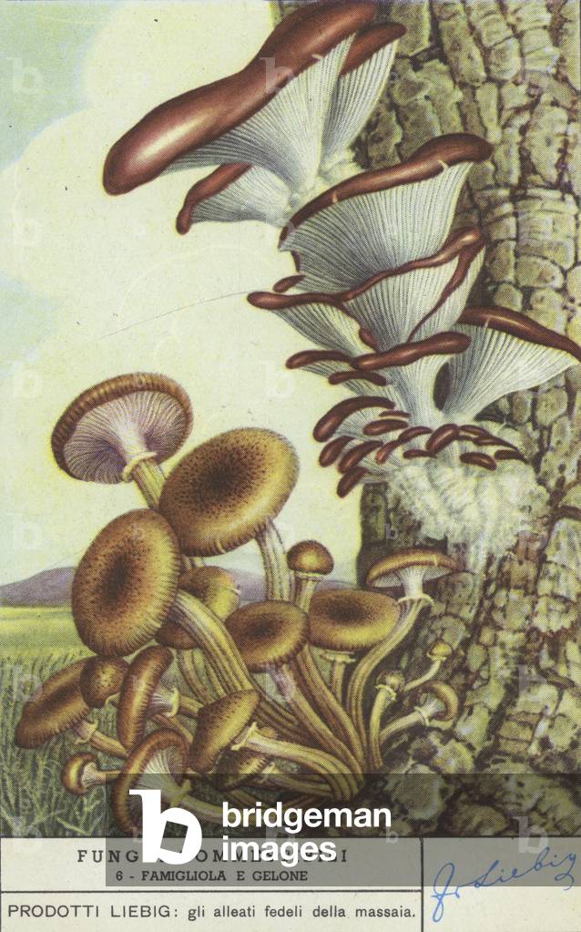 Edible mushrooms
