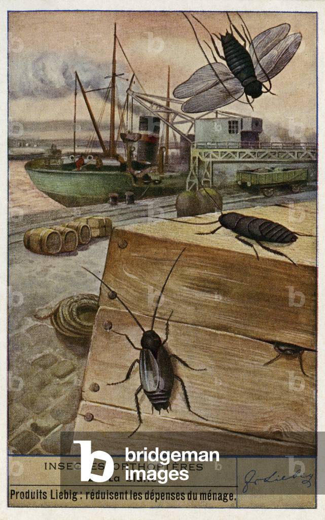 Cockroaches. Orthoptera. Liebig collectors card, 1947