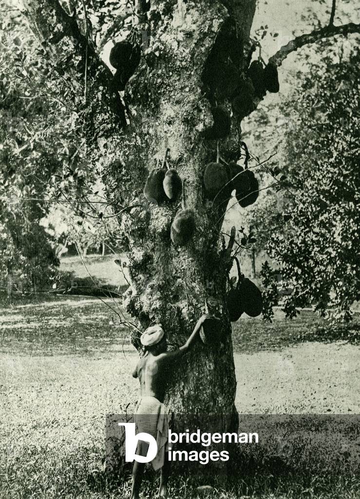 Man picking Jackfruit