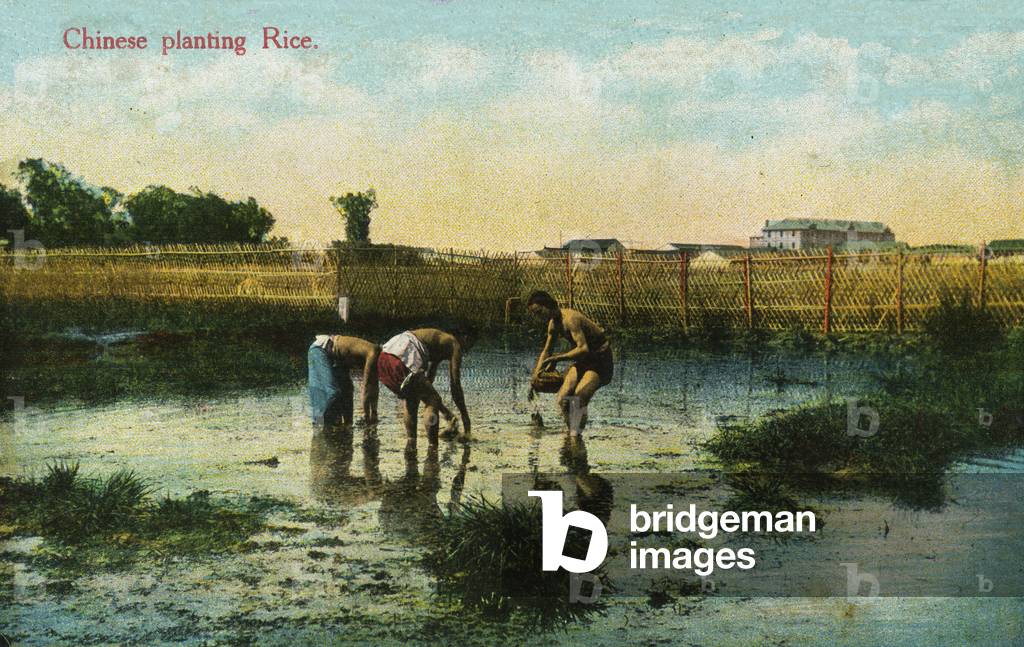Chinese agricultural workers
