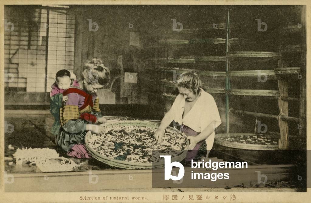 Japanese workers selecting silk worm cocoons