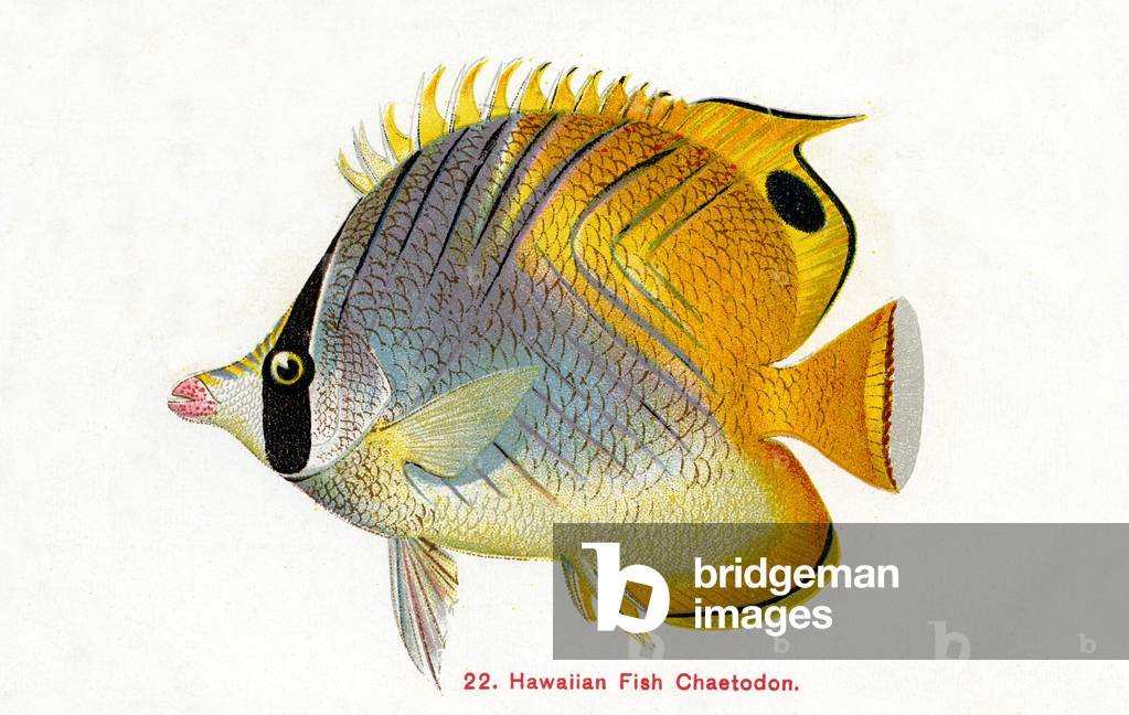 Blackback butterfly fish