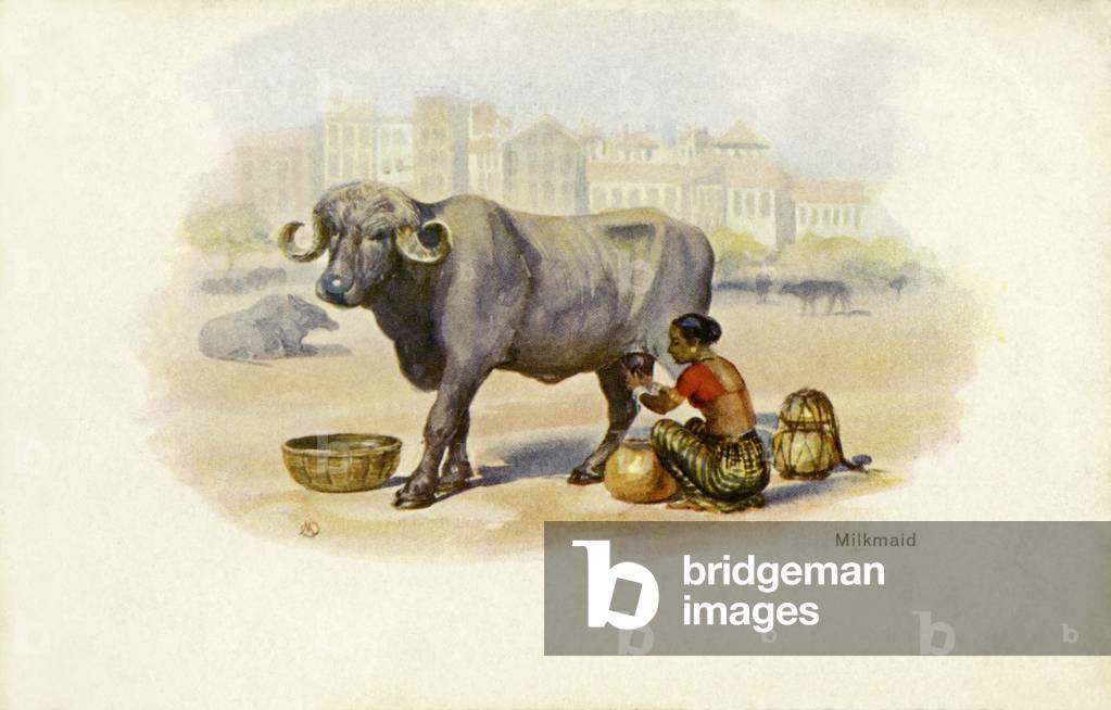 Indian milkmaid and ox