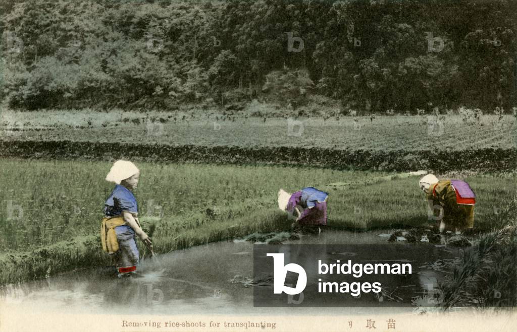 Japanese workers transplanting rice-shoots