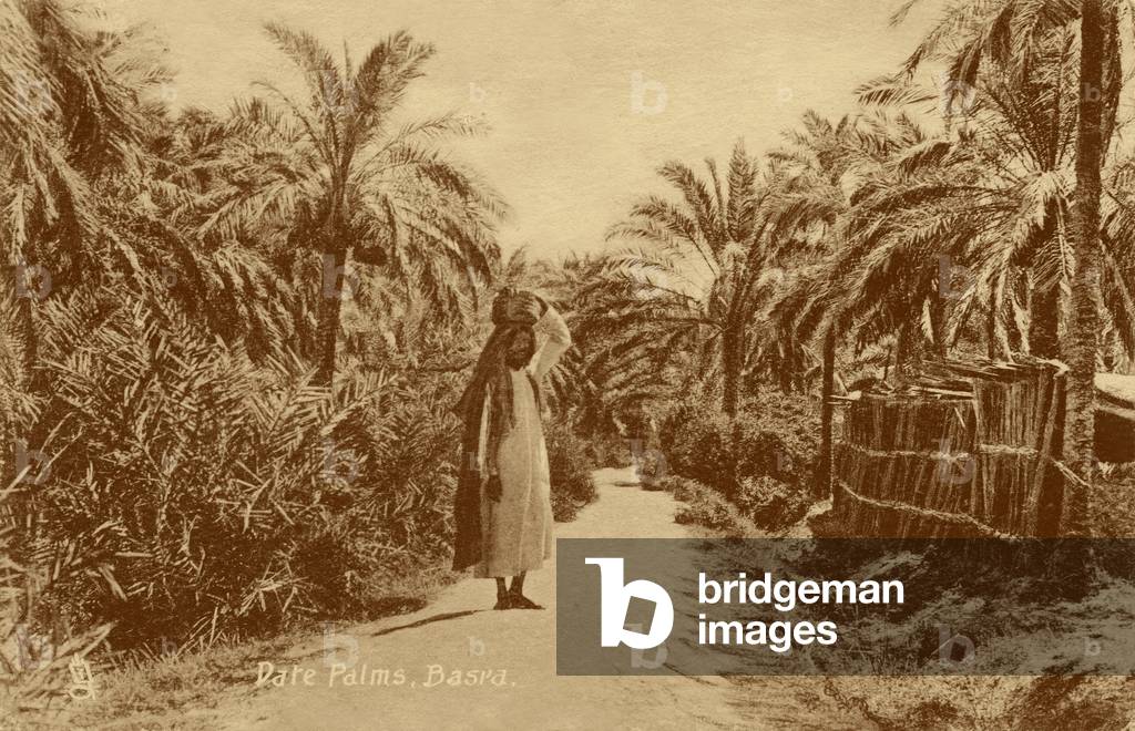Date Palms, Basra, Iraq, early 20th century (postcard)