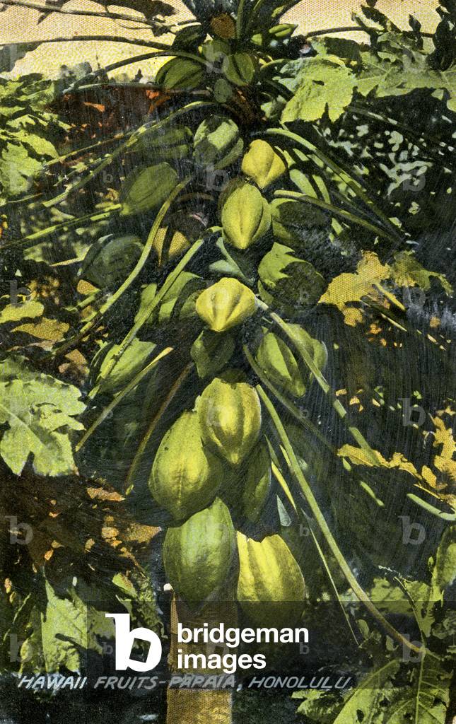 Papaya tree, Hawaii