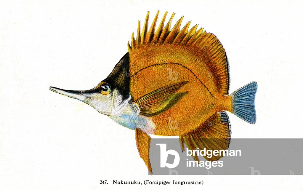 Longnose butterflyfish