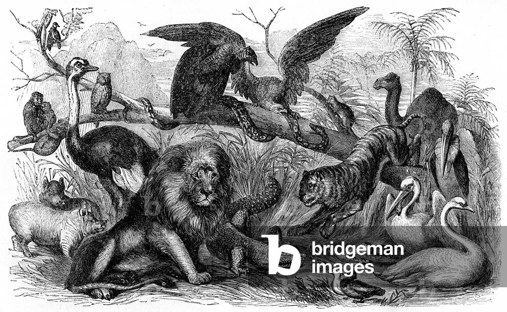 Animals forbidden to be eaten by Israelites -Bible