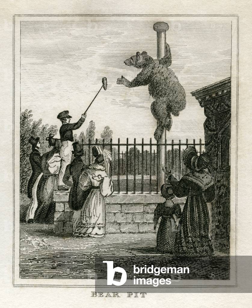 Bear pit - Regent's Park zoo