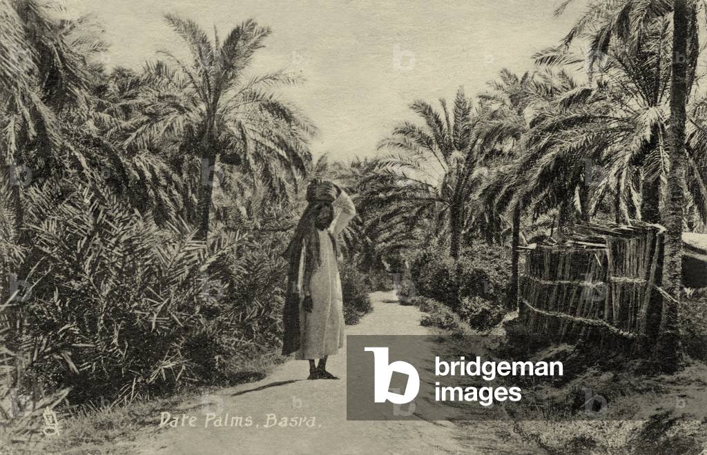 Date Palms, Basra