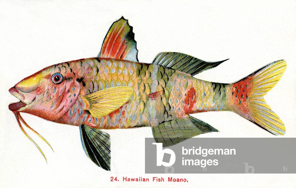 Manybar Goatfish