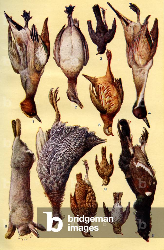 Mrs Beeton 's cookery book - game