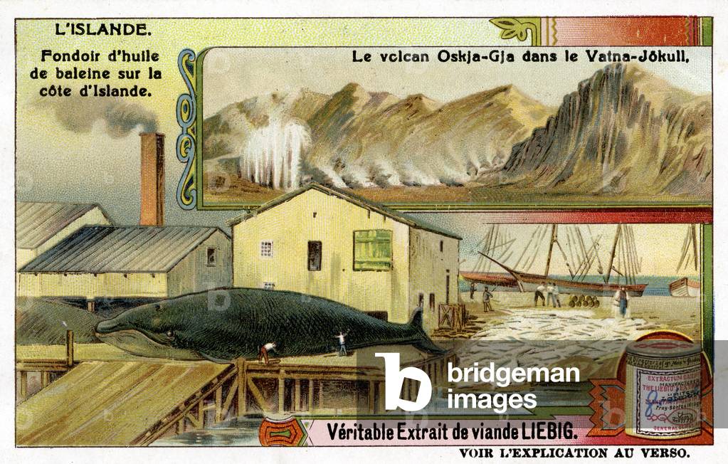 Iceland: Melting whale oil on the coast