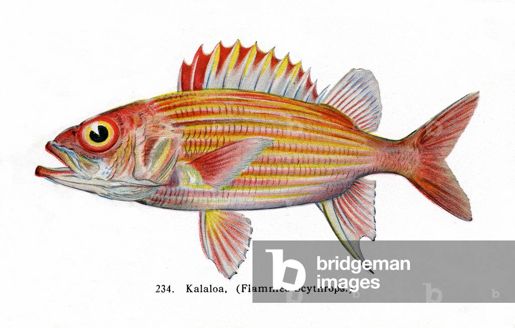 Yellowstriped squirrelfish