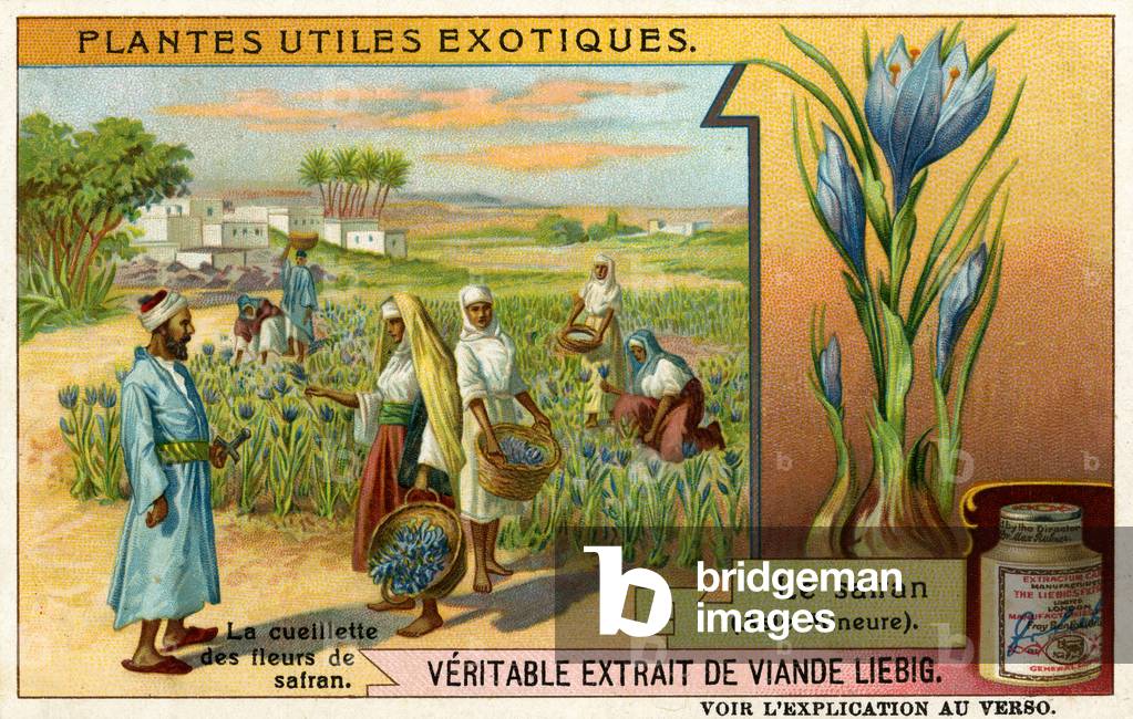 Useful Exotic Plants: Safron