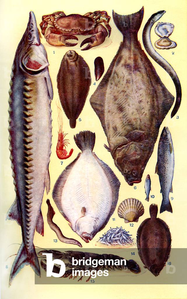 Mrs Beeton 's cookery book - fish