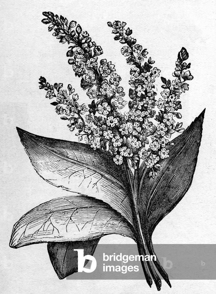 Biblical Hyssop plant