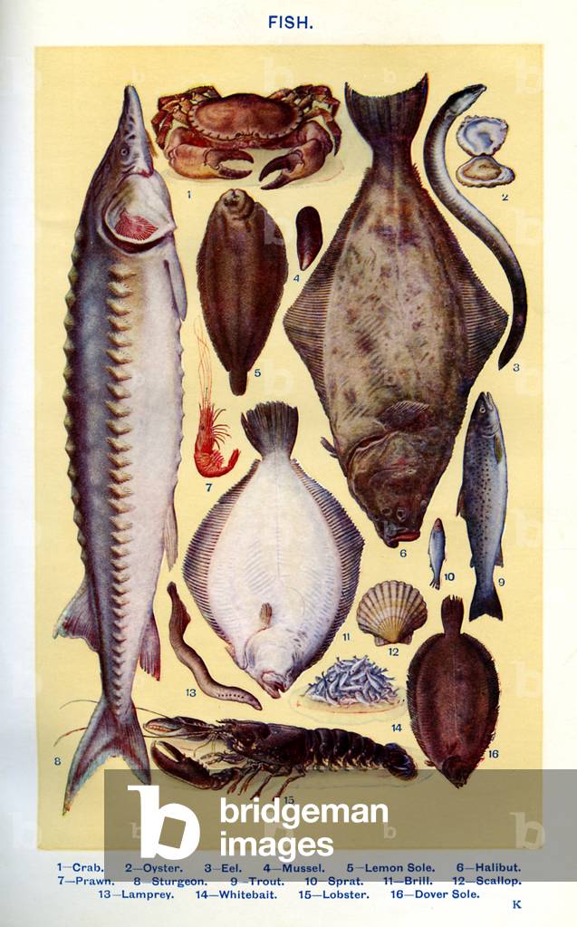 Mrs Beeton's cookery book illustration, 1861 (print)