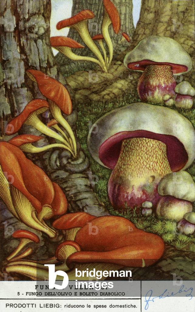 Poisonous mushrooms