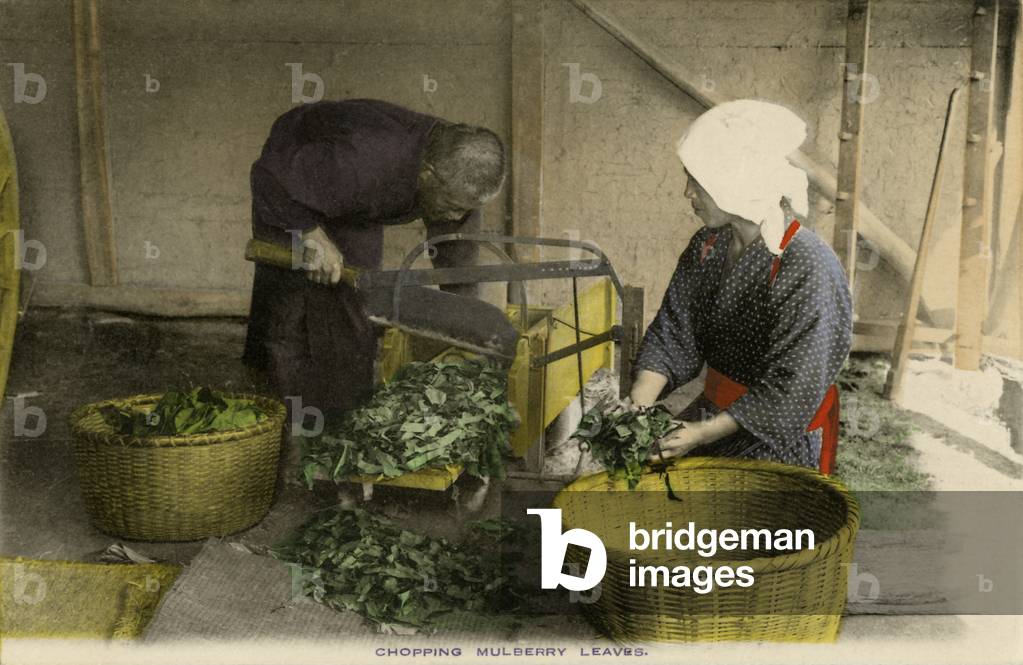 Japanese workers chopping Mulberry leaves