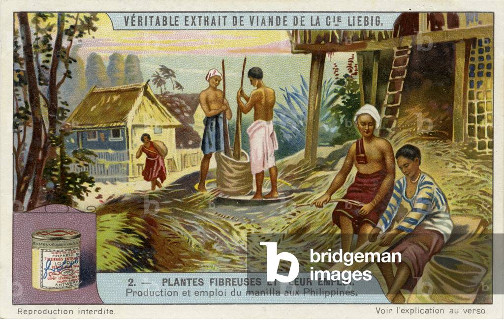 Production of manila hemp in the Philippines