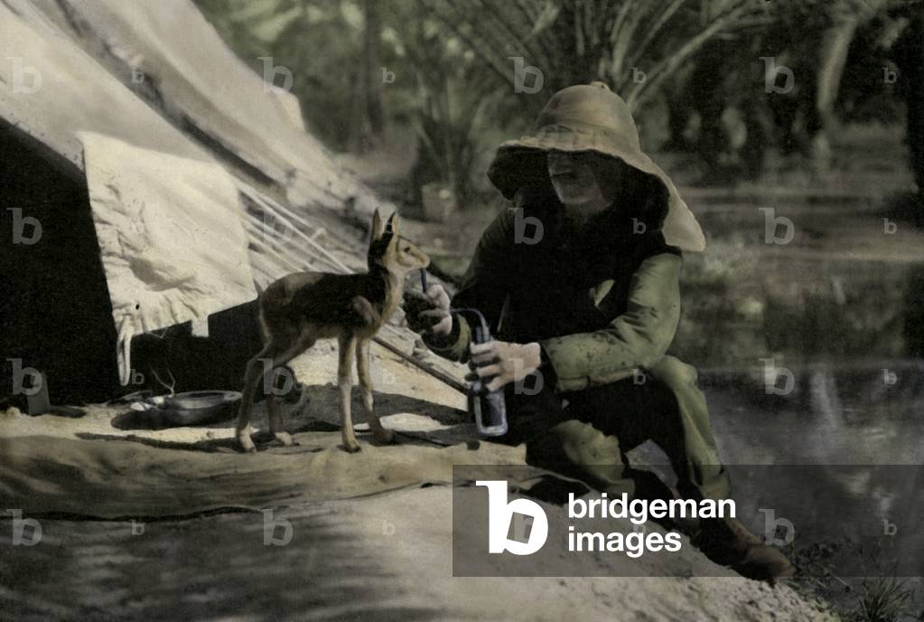 British soldier feeding a gazelle in Mesopotamia