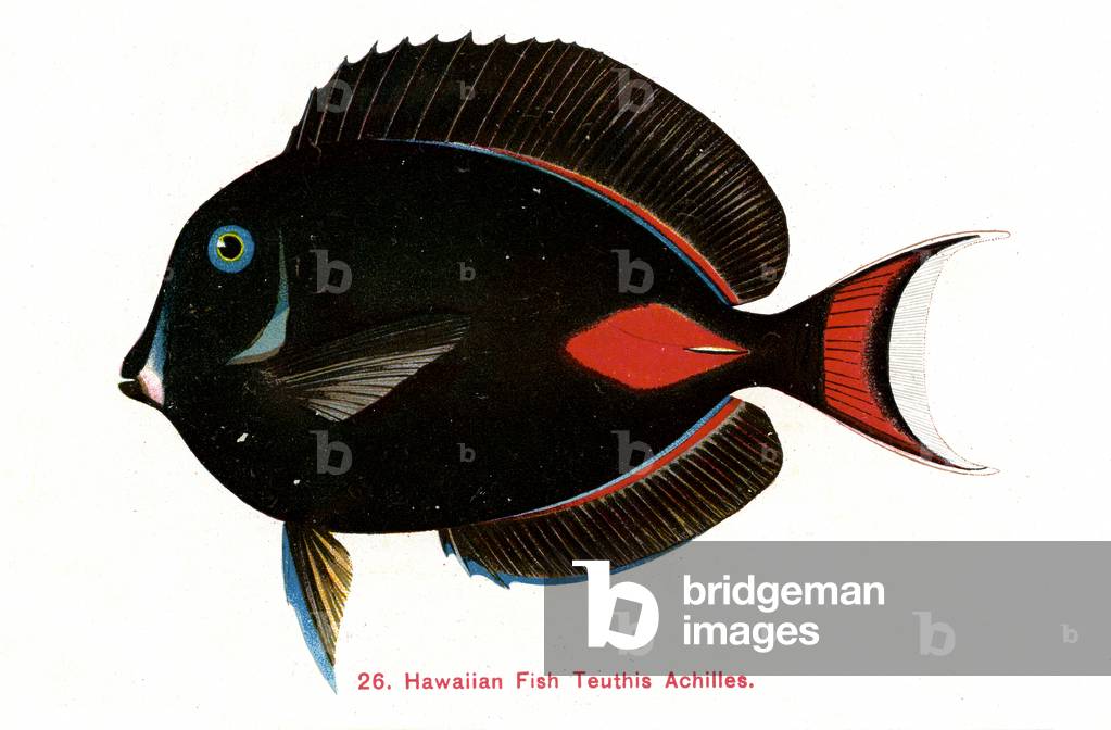 Achilles surgeonfish