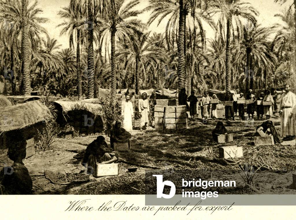Iraq - Date Palms being packed for export