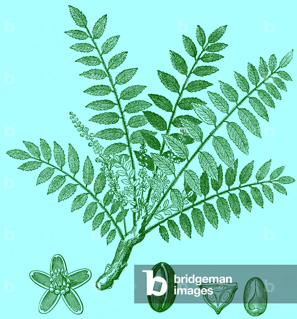 Biblical Frankincense plant - Bible