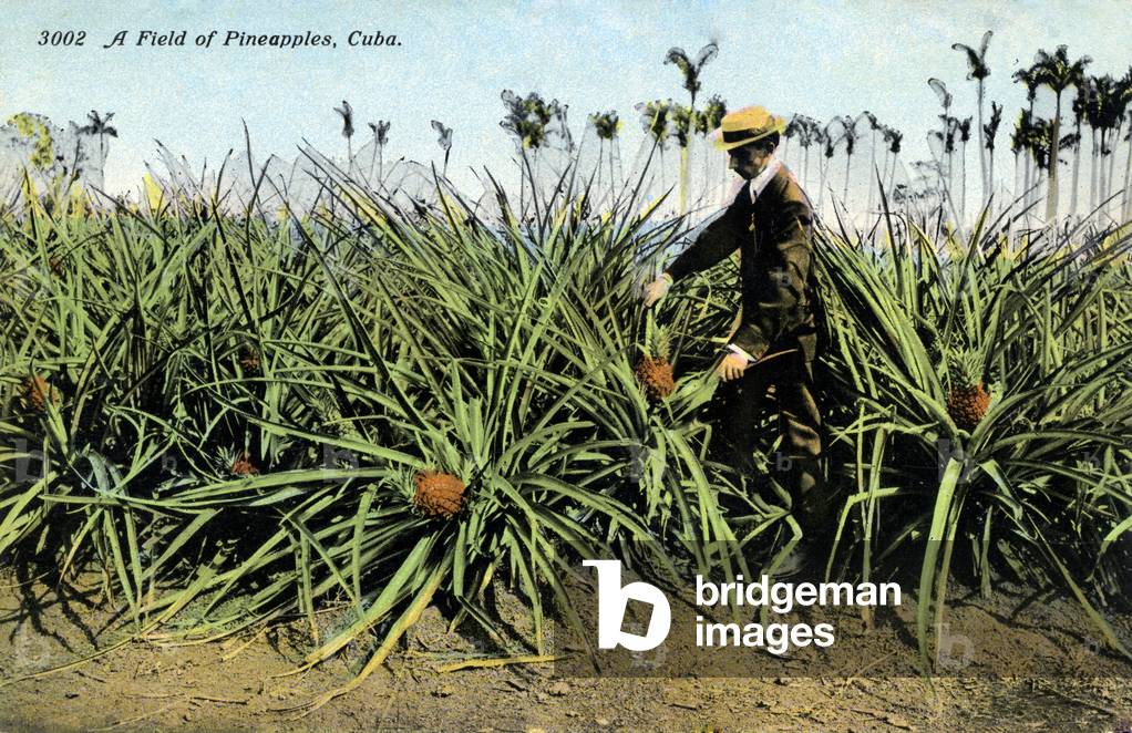 Pineapple Plantation, Havana, Cuba