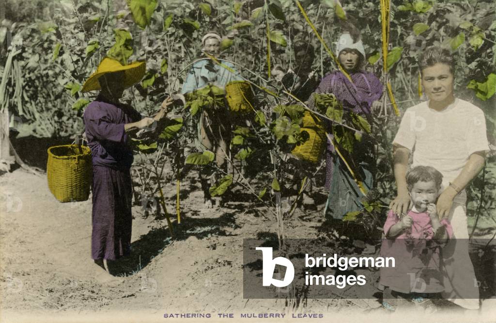 Japanese workers gathering Mulberry leaves
