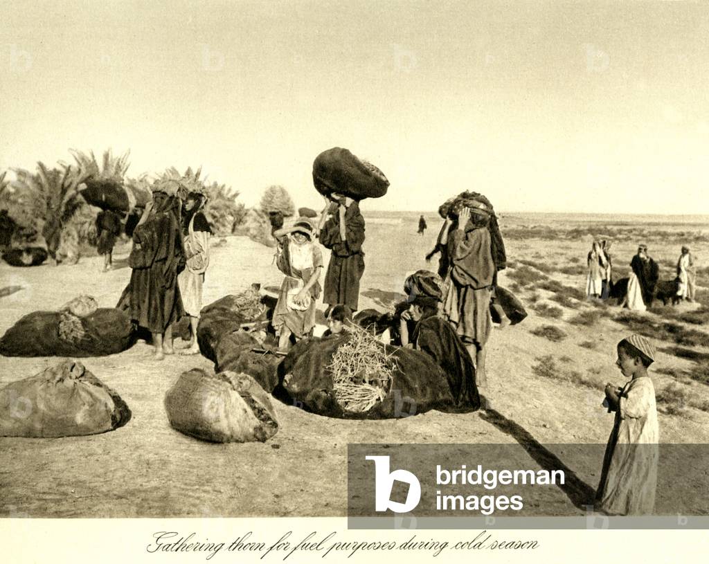 Iraq - Gathering thorn for fuel for winter