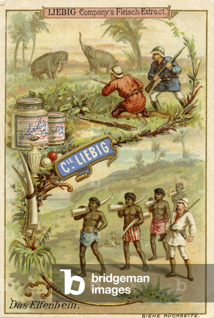 Ivory ('Das Elfenbein')