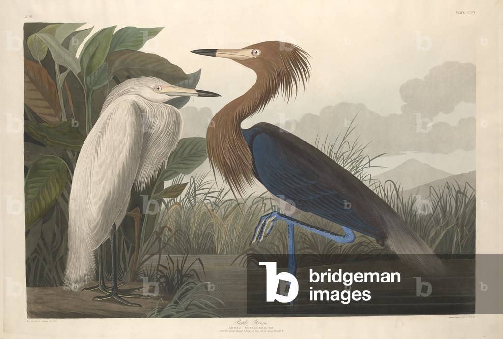 Purple Heron, 1835 (coloured engraving)