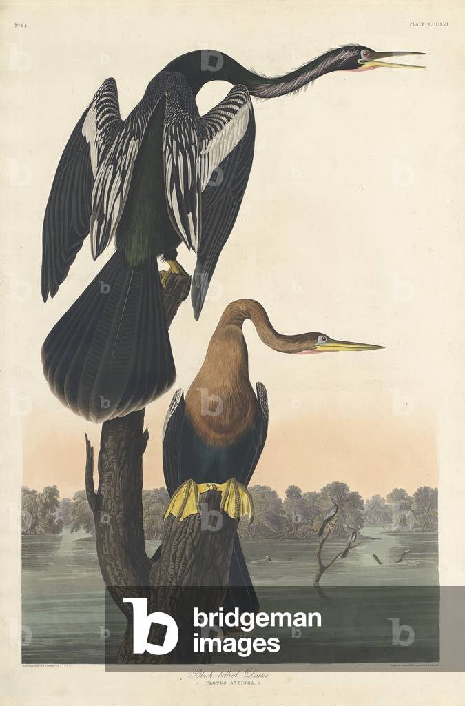 Black-bellied Darter, 1836 (coloured engraving)
