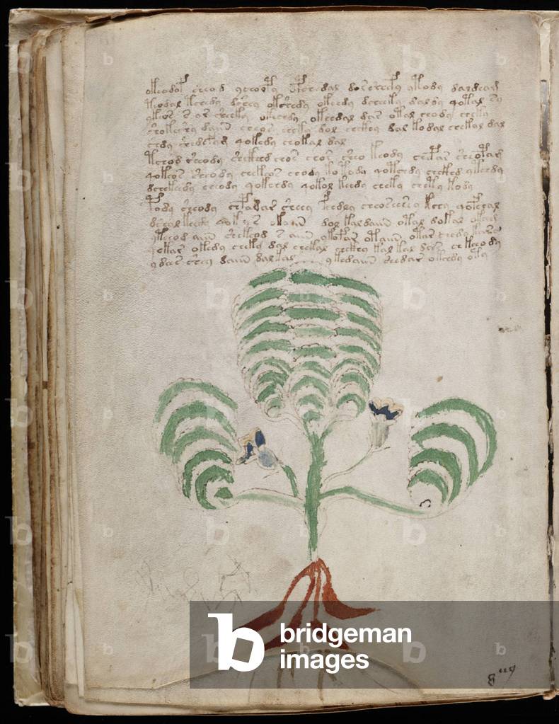 Voynich Manuscript folio 66v, c.1500 (ink on parchment)