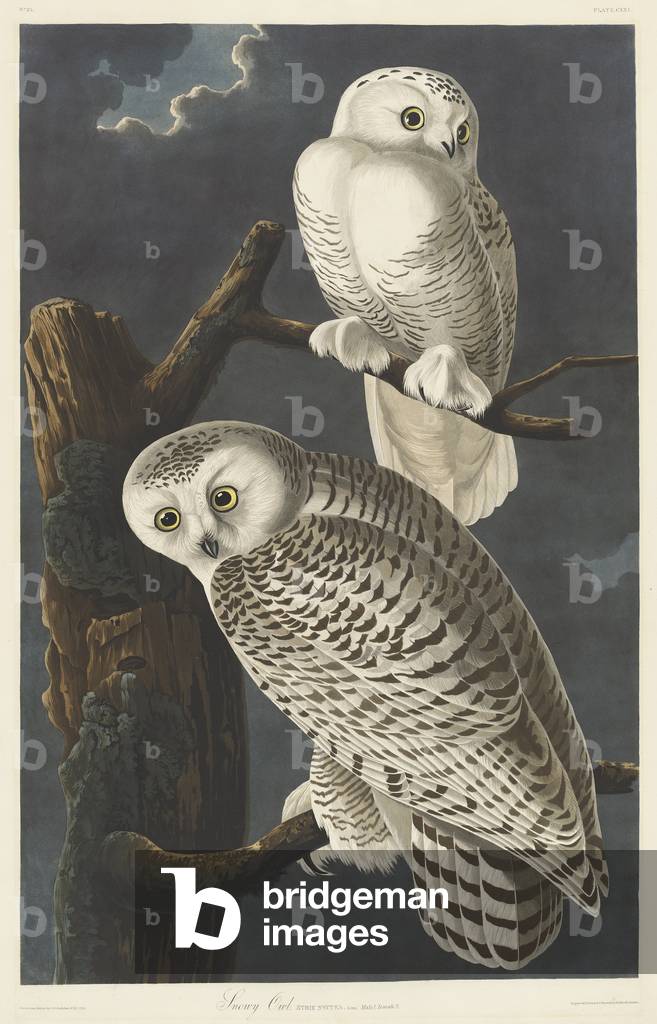 Snowy Owl, 1831 (coloured engraving)