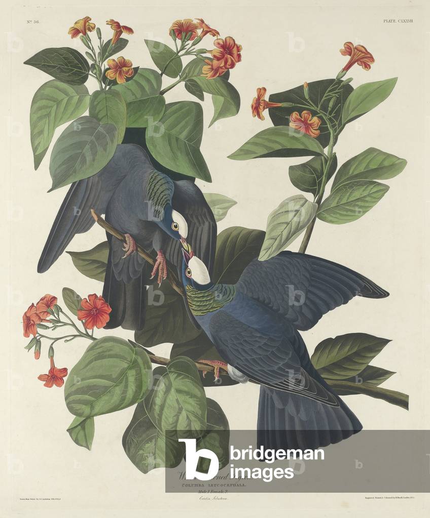 White-crowned Pigeon, 1833 (coloured engraving)