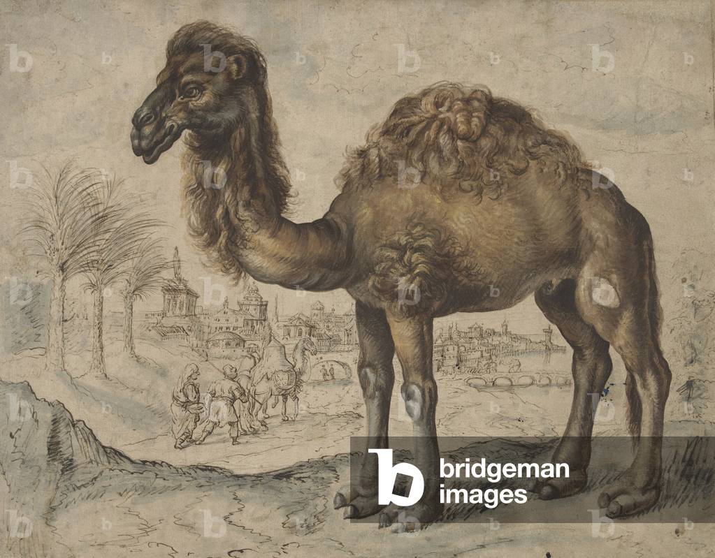 Dromedary in an Eastern Landscape with a City, 1600 (ink and brush on paper)