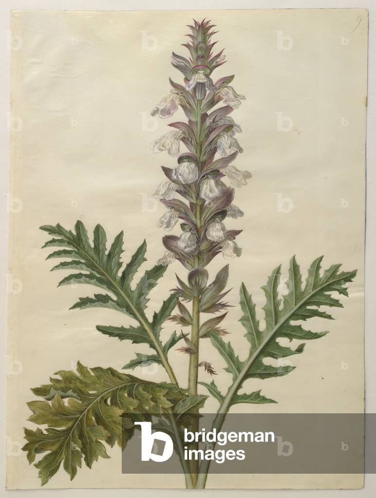 Acanthus mollis from the album Gottorfer Codex, c.1650 (gouache on parchment) 
