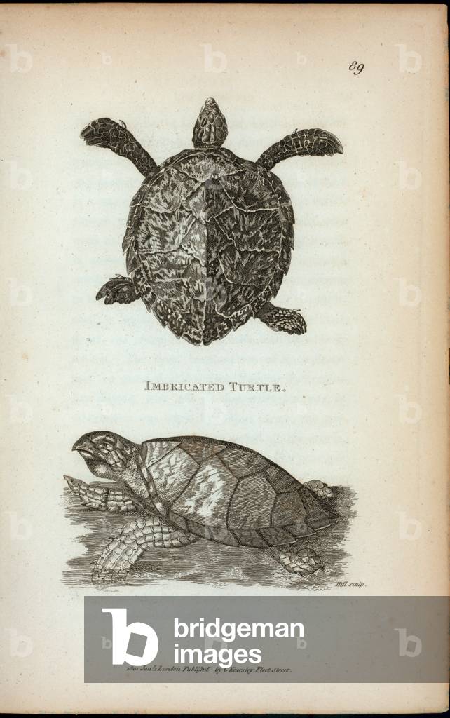 Imbricated Turtle, from 'Zoological lectures delivered at the Royal institution in the years 1806 and 1807' by George Shaw, 1809 (engraving)