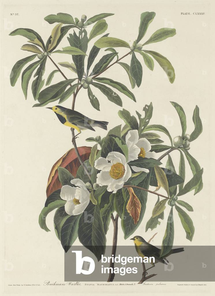 Bachman's Warbler, 1834 (coloured engraving)