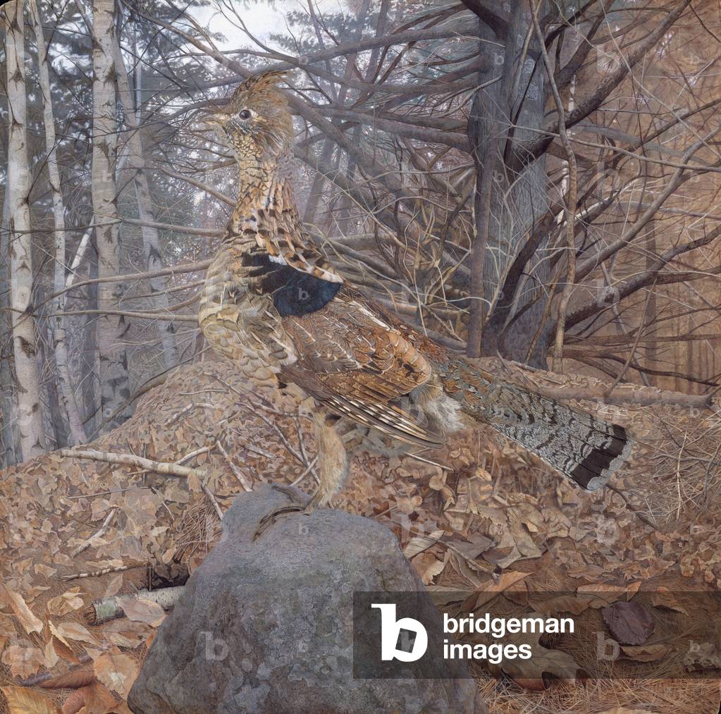 Male Ruffed Grouse in the Forest, 1907-08 (w/c on paper)