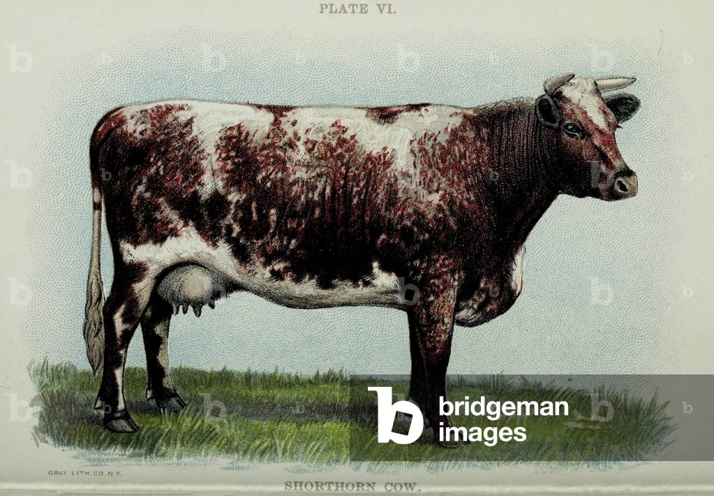 Shorthorn cow, from 'Biggle Cow Book' by Jacob Biggle, 1898 (colour litho)